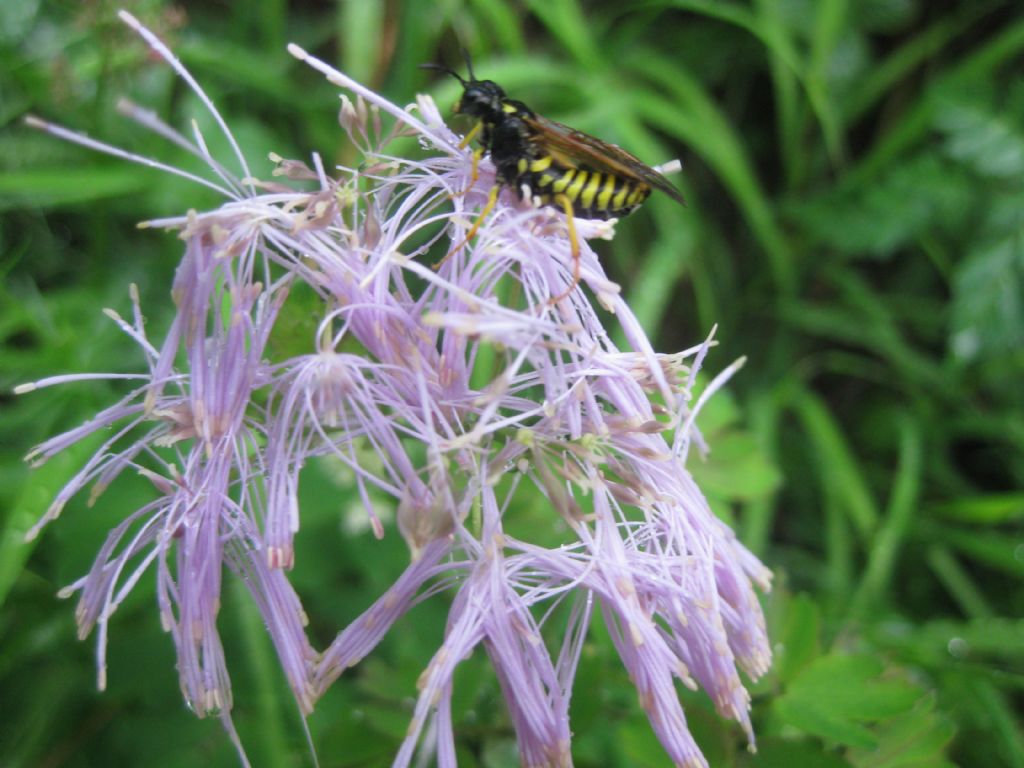 Sirfide vespiforme